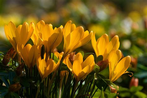 Фото желтых Цветы Шафран вблизи