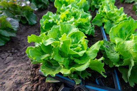 Winter Lettuce Types at Chloe Bergman blog