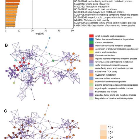 Metascape Enrichment Analysis A Heatmap Of Enriched Terms Across