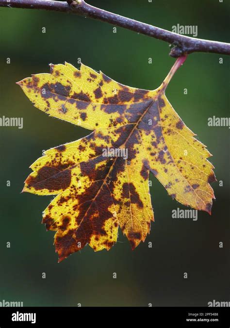 Common Hawthorn Leaf Hi Res Stock Photography And Images Alamy