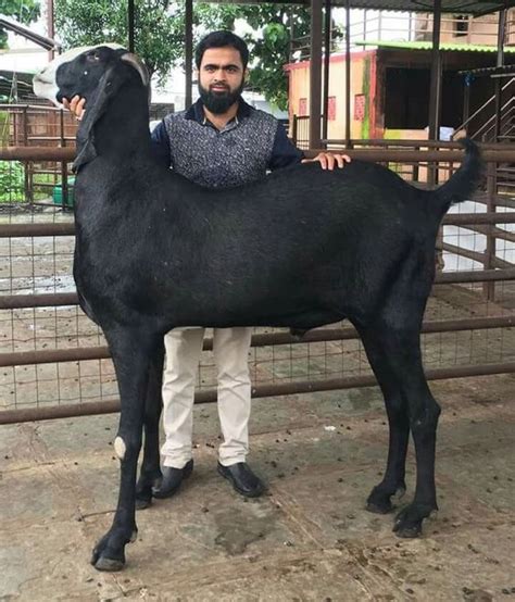 Giant goat from Pakistan : r/oddlyterrifying