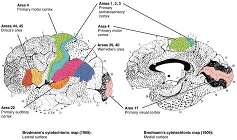 Module 19 The Brain Part I Cerebrum Diencephalon Cerebellum And