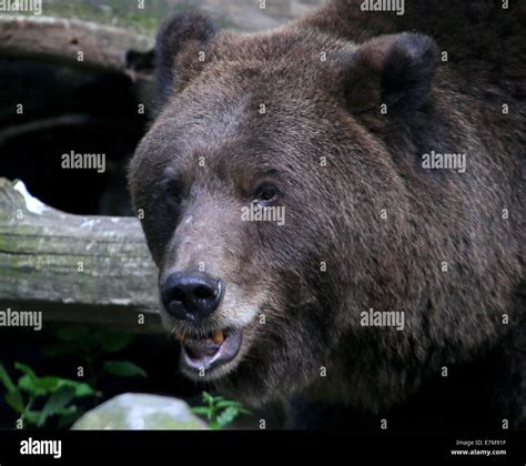 Enormous teeth Fotos und Bildmaterial in hoher Auflösung Alamy