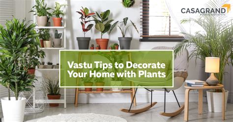 Vastu Tips To Decorate Your Home With Plants Casagrand