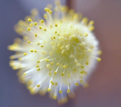Sweet Romantic Notions Weeping Pussy Willow Tree