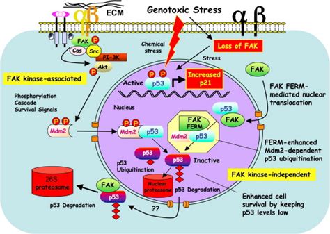 Nuclear Fak Promotes Cell Proliferation And Survival Through Ferm Enhanced P53 Degradation