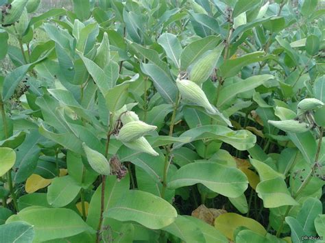 Ботаники есть? Что за растение? Ядовитое? Лекарственное? | Пикабу