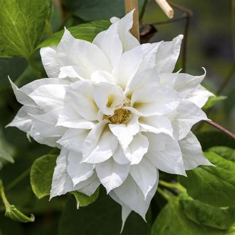 LOT OF 3 MIXED CLEMATIS CLIMBING PLANTS FAST GROWING IN 9 CM SIZED POTS
