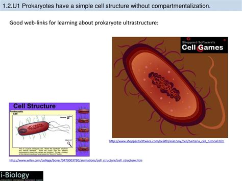 PPT - 1 .2 Ultrastructure of cells PowerPoint Presentation, free ...