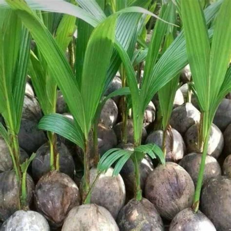 Jual Bibit Tanaman Kelapa Genjah Entog Hibrida Gading Puyuh Ready Stok