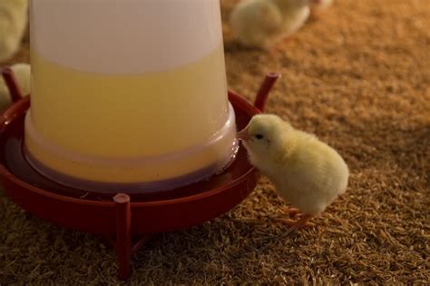 The Complete Guide To Chickens And Water | Chickens And More