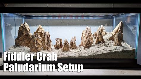 Setting Up An Experimental Brackish Water Paludarium For Fiddler Crabs