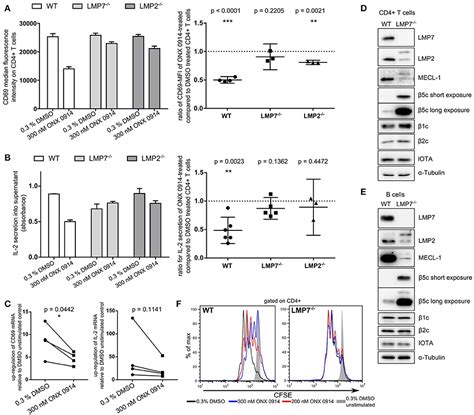 Frontiers Immunoproteasome Inhibition Impairs T And B Cell Activation