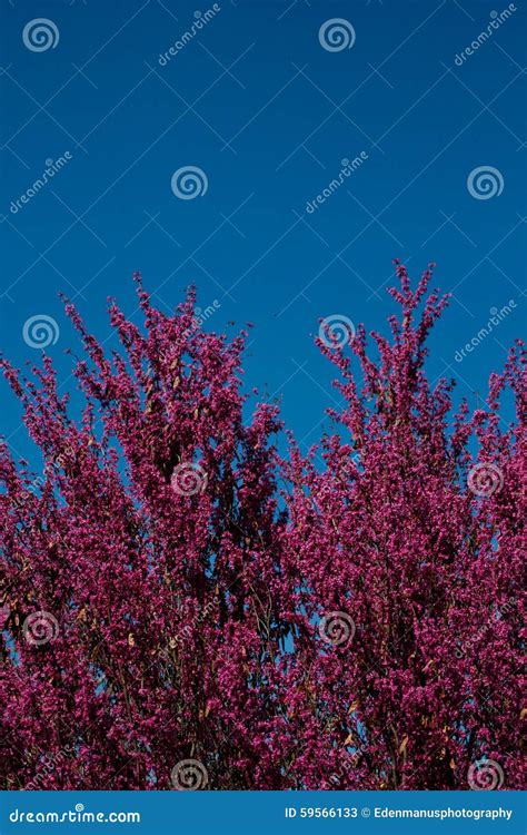 Redbud Blossoms And Blue Sky Stock Image Image Of Season Springtime