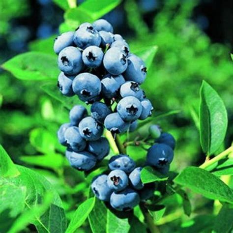 Голубика Эллиот - Питомник растений