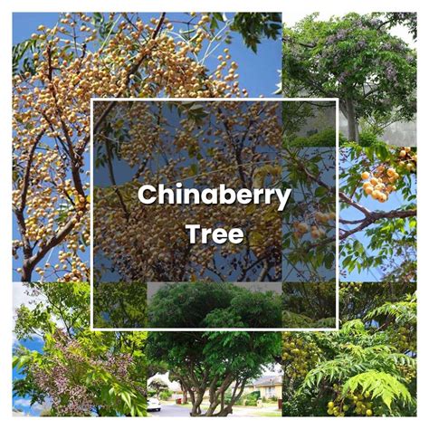 How To Grow Chinaberry Tree Plant Care And Tips Norwichgardener