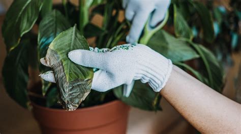 Por qué se secan las hojas de las plantas Te decimos cómo evitarlo