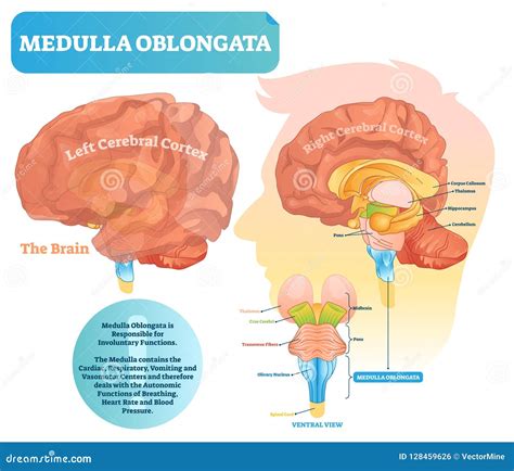 Medulla Oblongata Vector Illustration Labeled Diagram With Ventral