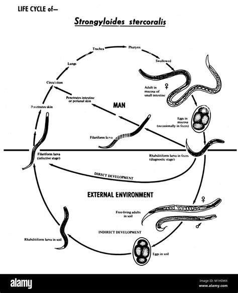 Strongyloides Stercoralis Nematodo Las Diversas Etapas Del Ciclo De Vida Ilustrado 1982