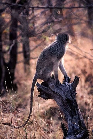 400 Hd Monyet Foto Wallpaper Unduh Gratis Di Pngtree