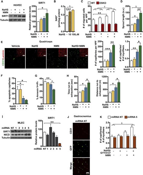 Exogenous Hydrogen Sulfide Activates Sirt And Augments The Effects Of