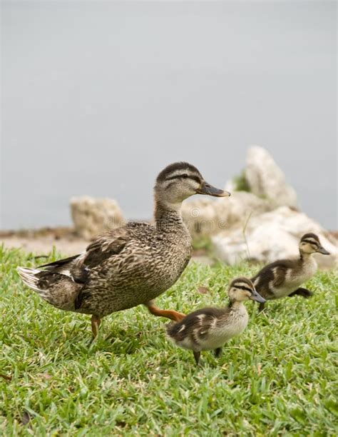 Mother Duck And Ducklings Stock Image Image Of Bird