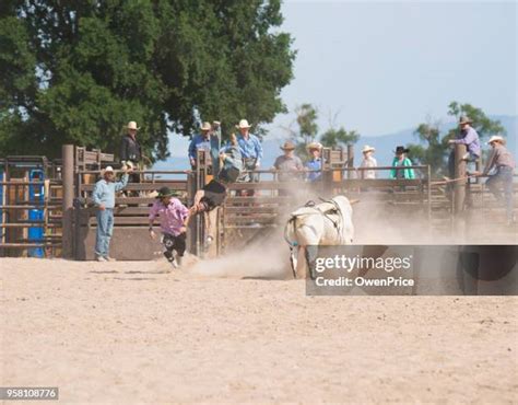 160 Woman Bull Riding Stock Photos High Res Pictures And Images