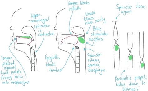 Swallowing Flashcards Quizlet