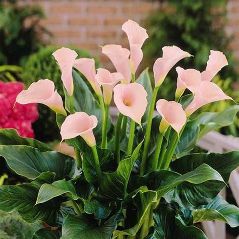 The Enigmatic Calla Lily Unveiling Its Meaning And Symbolism