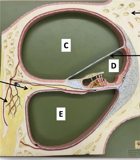 Cochlea Diagram | Quizlet