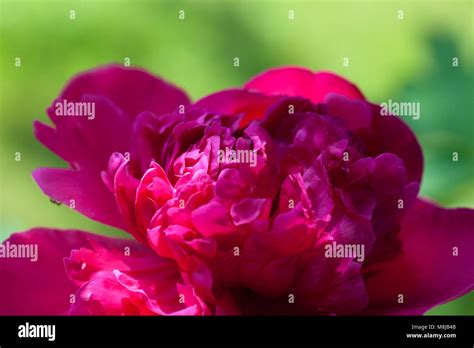 Peony Double Pink Paeonia Lactiflora Hi Res Stock Photography And