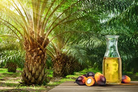alternative  palm oil