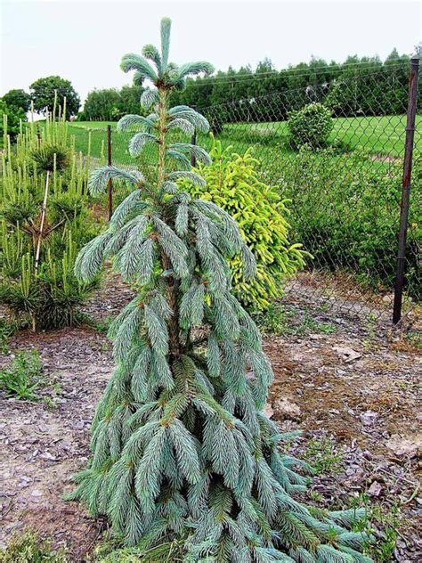 Ель Энгельмана Пендула: купить саженцы Picea engelmannii Pendula в ...
