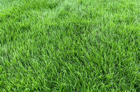 Guide to Zoysia Sod | Pros, Cons, Prices & FAQs