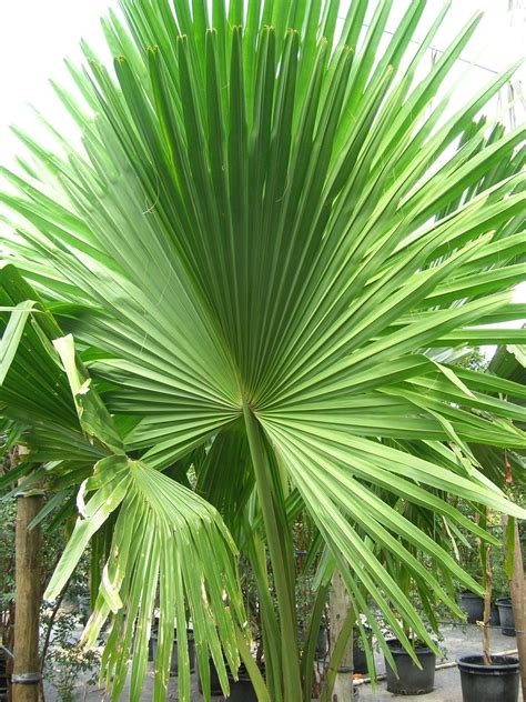 Corypha umbraculifera (Talipot Palm) - Richard Lyons Nursery, Inc.