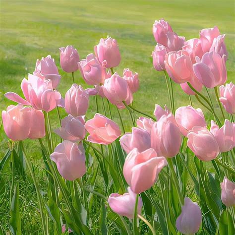 Pink Tulips Are Blooming In The Green Grass