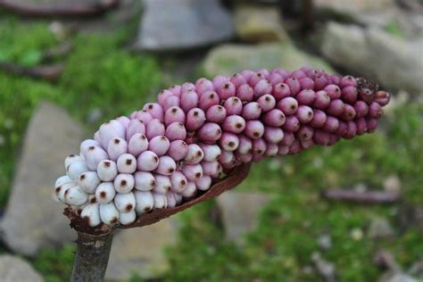 Anchomanes difformis - Garden.org 