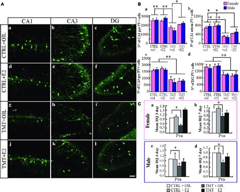 A Distribution Of Parvalbumin Pv Immunostaining In The Ca1 Ca3