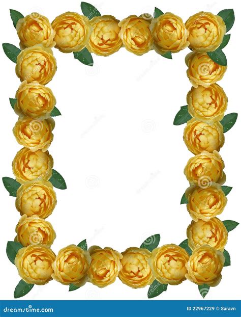 Yellow Rose Frame Background Royalty Free Stock Images - Image: 22967229