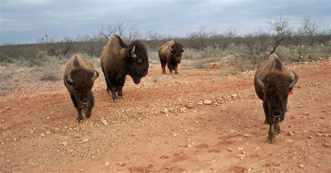 San Angelo State Park, San Angelo | Roadtrippers