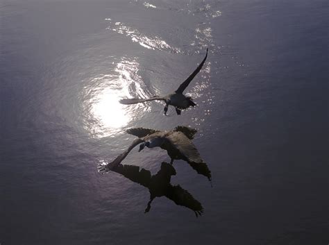 Fowl Play Pentax User Photo Gallery