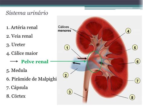 Parenquima Renal O Que É - O Que é Parênquima Renal - RETOEDU