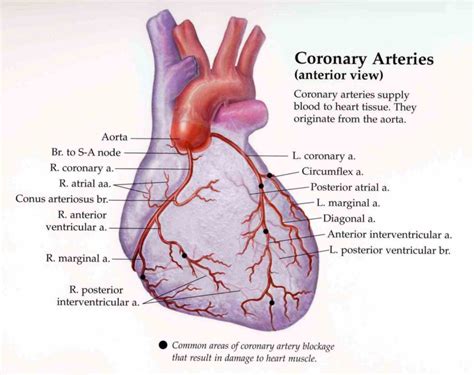 arteries veins the Arteries Of The Heart Anatomy new project heart ...