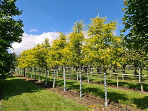 Valse Christusdoorn Sunburst Gleditsia Triacanthos Sunburst Kopen