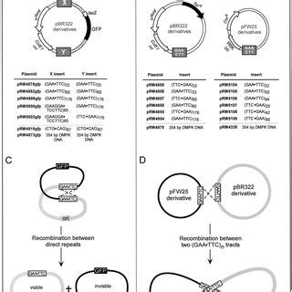 Plasmids used in this intramolecular and intermolecular recombination... | Download Scientific ...