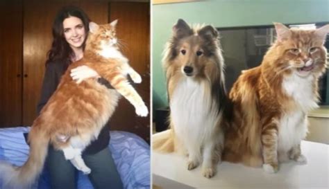 Un Couple Adopte Un Petit Chaton Maine Coon Et Il Devient Le Plus Gros