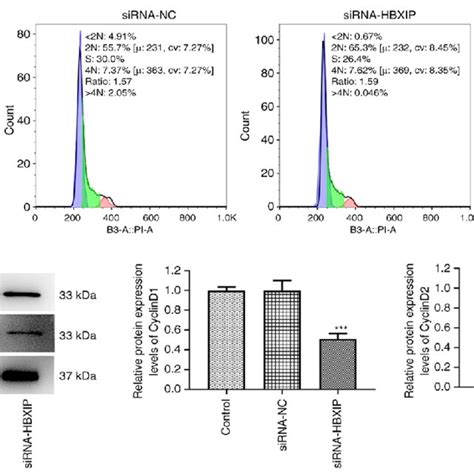 Hbxip Knockdown Promotes G G Cycle Arrest In Cervical Cancer