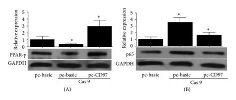 Effect Of Cd97 Knockout On Ppar γ And P65 Expression In Thp 1 Cells