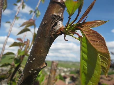 Grafting fruit trees • Eve Out of the Garden