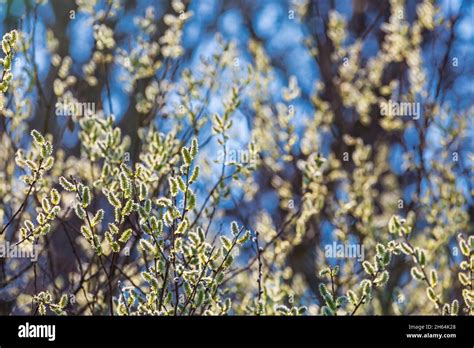 Pussy Willow Branches With Catkins Soft Fluffy Spring Buds In Sunlight Early Spring Easter